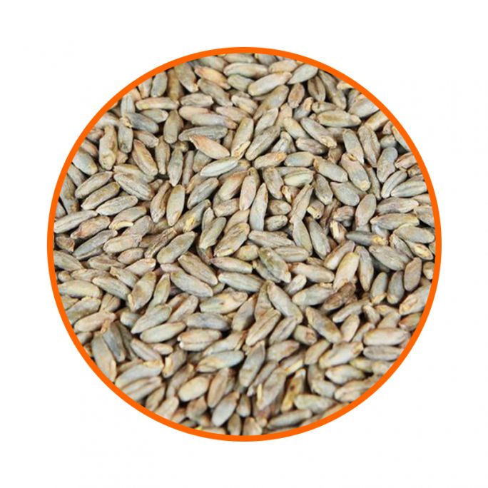Солод  житній Rye Malt (Bindewald) 1 кг, Зображення 1