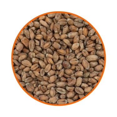 Солод  пшеничний  Wheat Malt (Bindewald) 1 кг